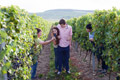 Weingut Sigrid Kaul